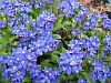 Forget-me-nots picture