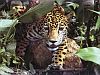 Picture of a jagure