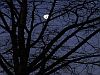 Woodland in moonlight picture